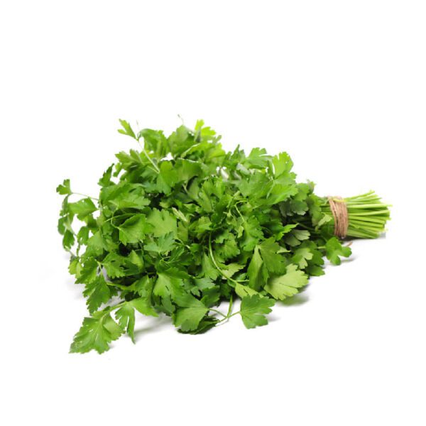 Cilantro